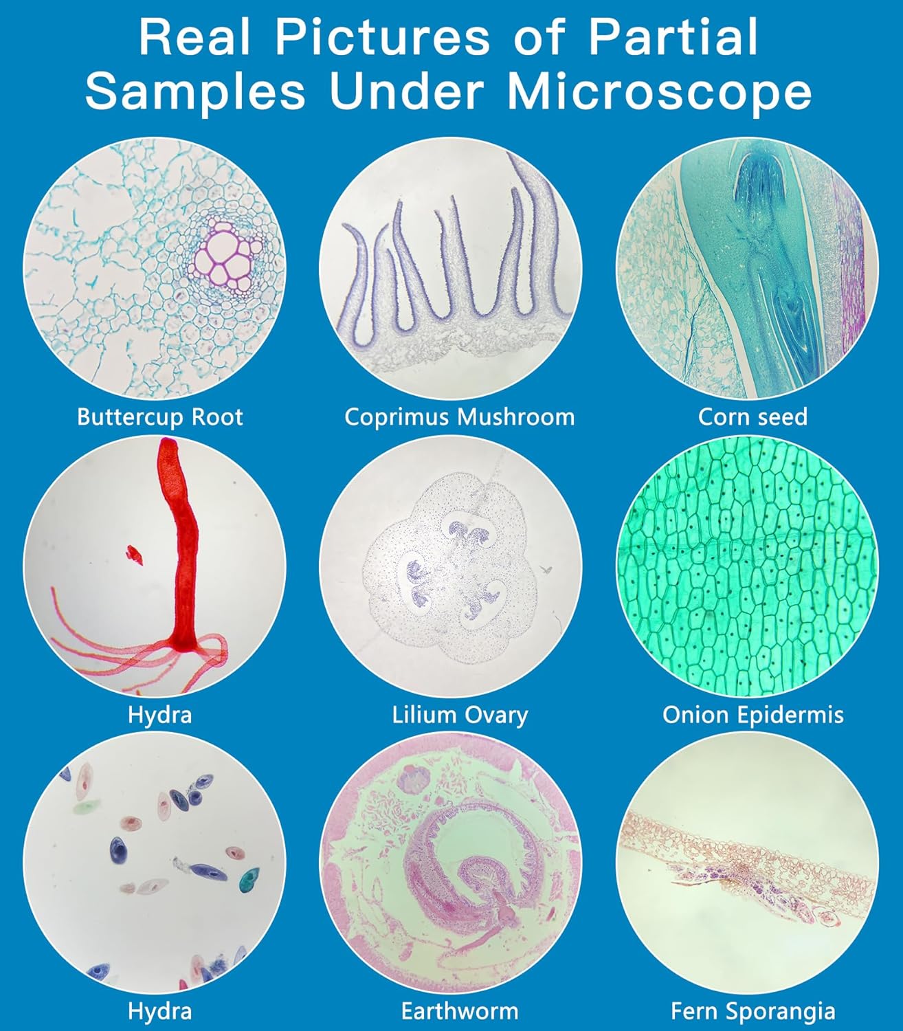 81uKbxp0UAL._AC_SL1500_